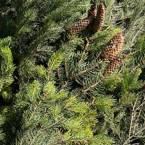 Sitka Spruce Branches
