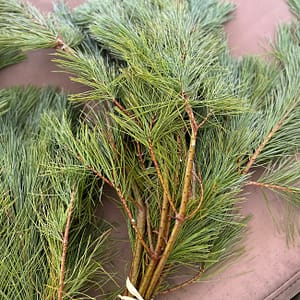 Cut Evergreen Boughs (only available in November)