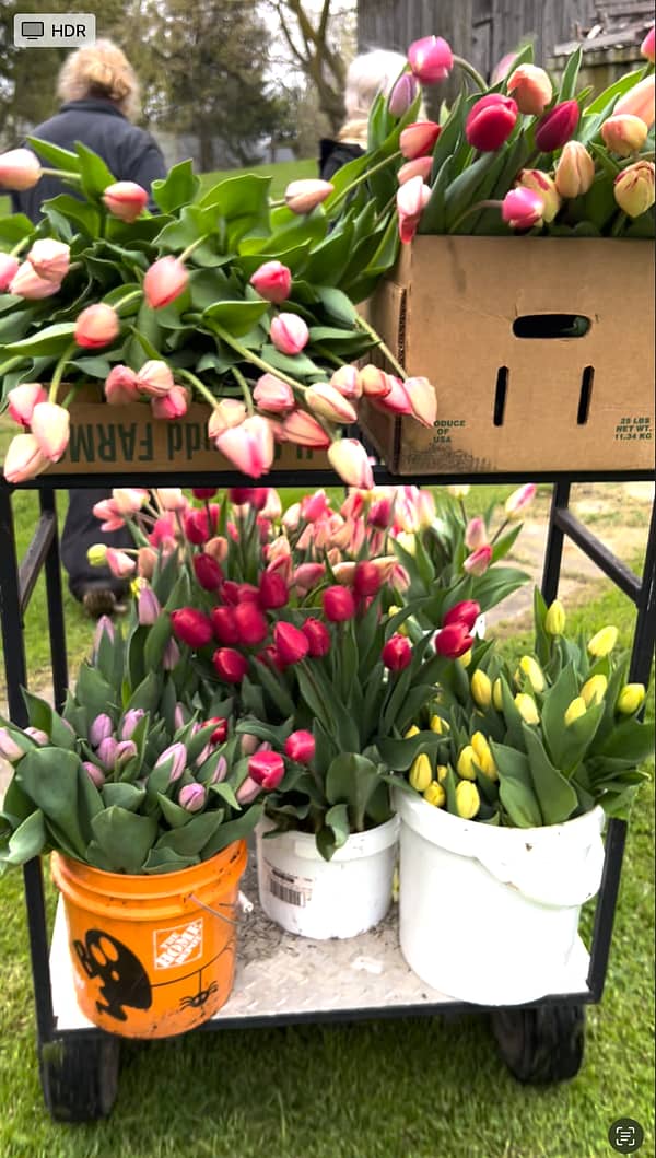 Tulips Buckets 26