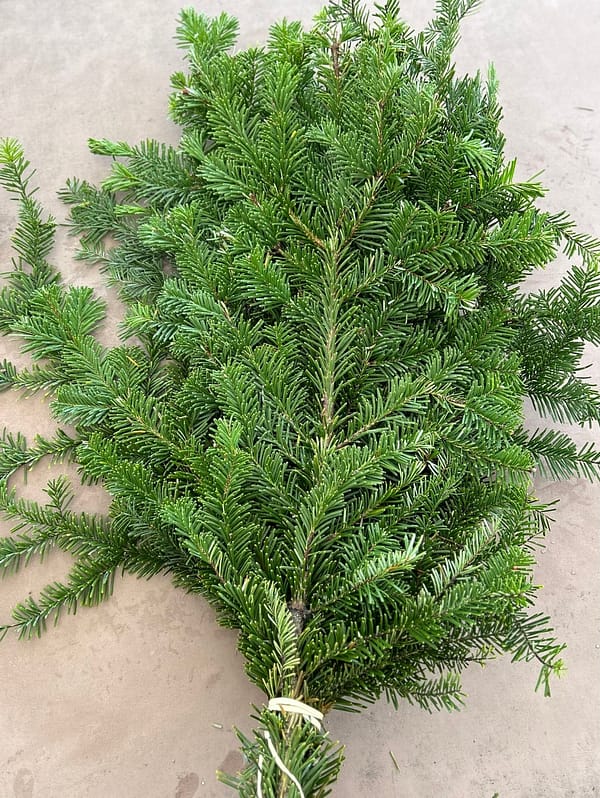 Silver Fir Branches