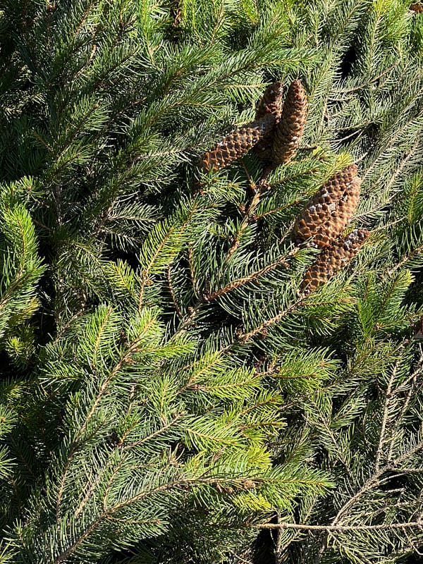 Sitka Spruce Branches