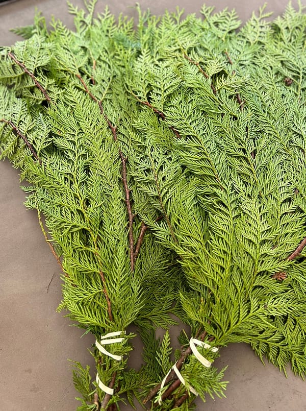 Red Cedar Branches
