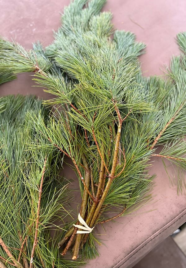 White Pine Branches